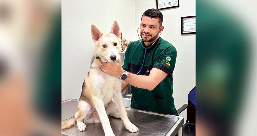 La mayoría de los afectados fueron perros que sufrieron la ola de calor. Uno de ellos murió. Los veterinarios atendieron a decenas de estas mascotas.
