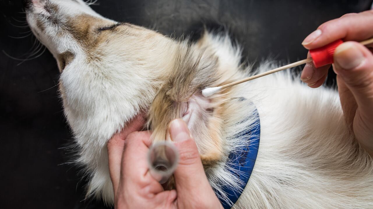 La limpieza regular contribuye a reducir los olores desagradables y a mantener al perro con un olor fresco y limpio.