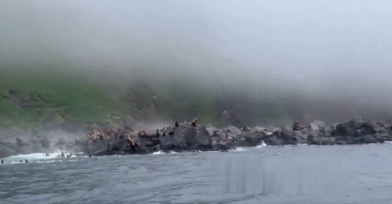 El video muestra como los animales huyeron del tsunami.