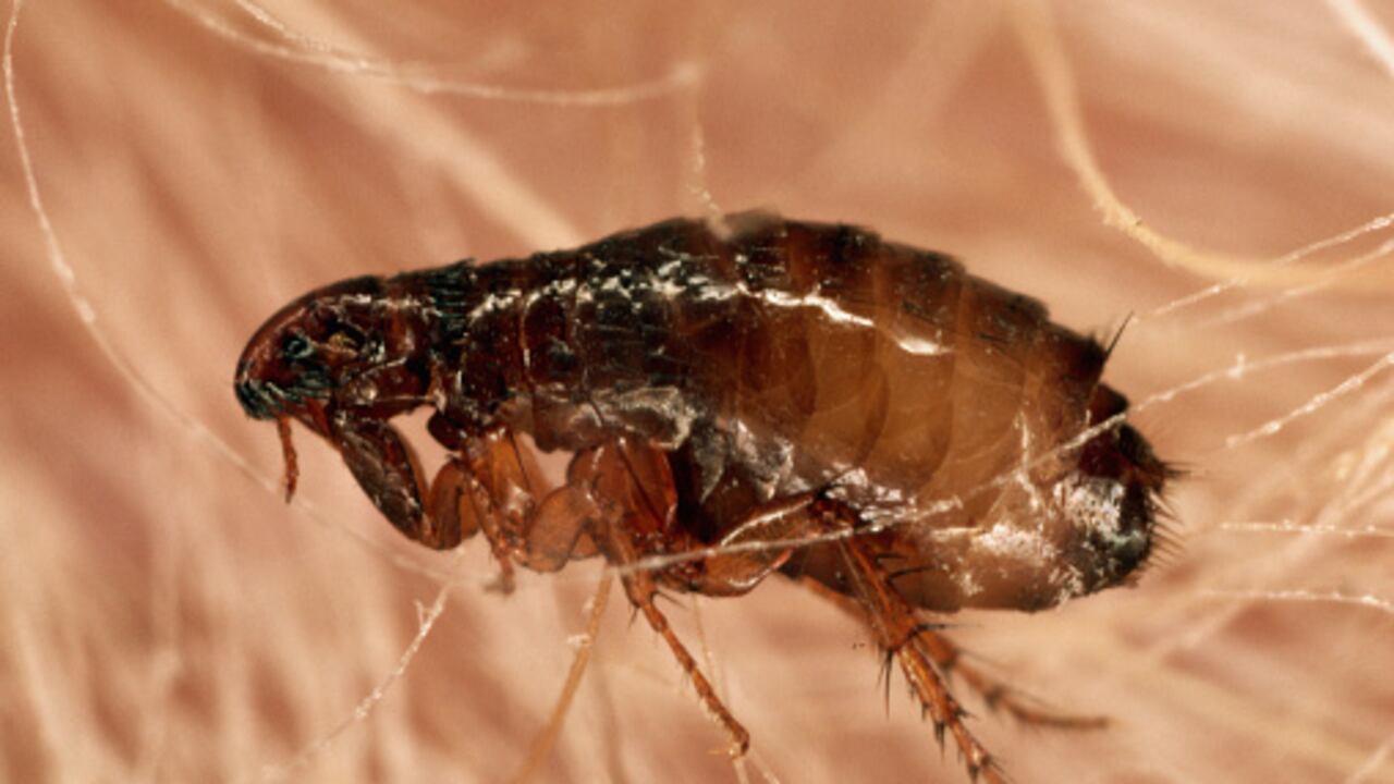 Las pulgas son insectos cuyas picaduras pueden ocasionar alergias.