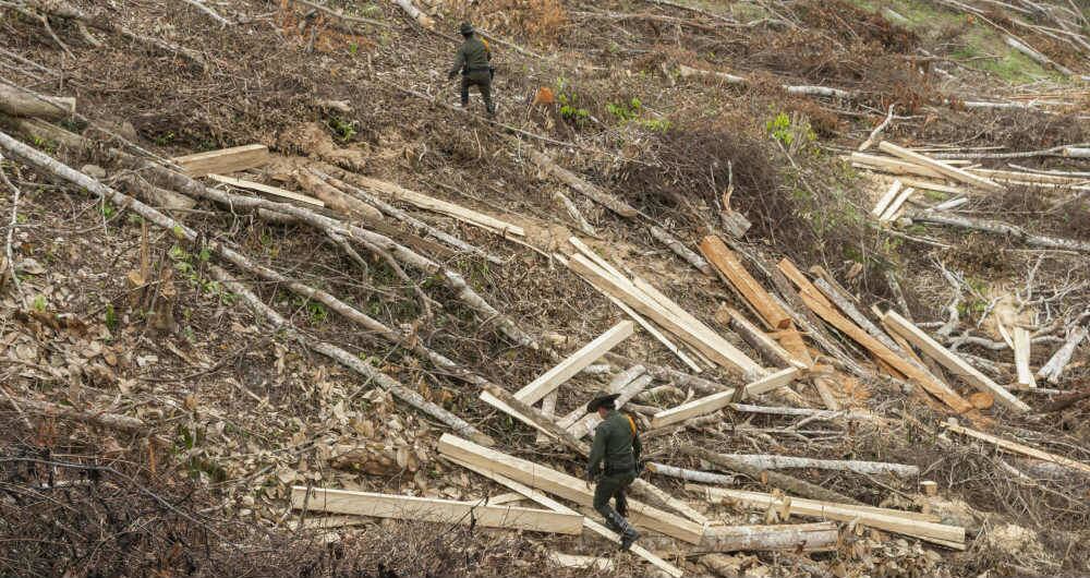 a tala ilegal en Colombia ocasiona el 10% de la deforestación, según los cálculos del Instituto de Hidrología, Meteorología y Estudios Ambientales (IDEAM). Foto: SEMANA.