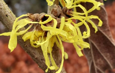 HAMAMELIS