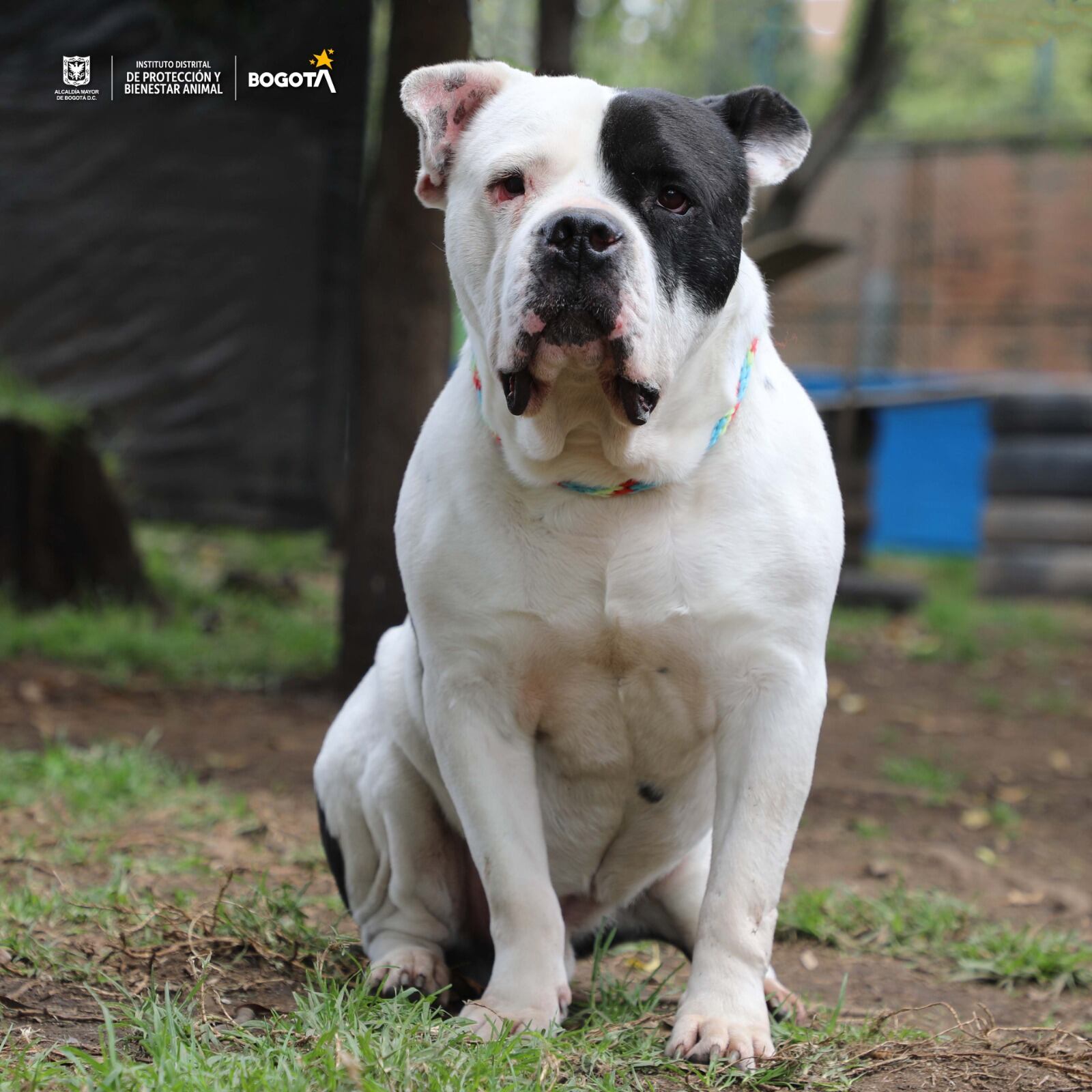 Hay 30 animales, entre perros y gatos, esperando por una segunda oportunidad