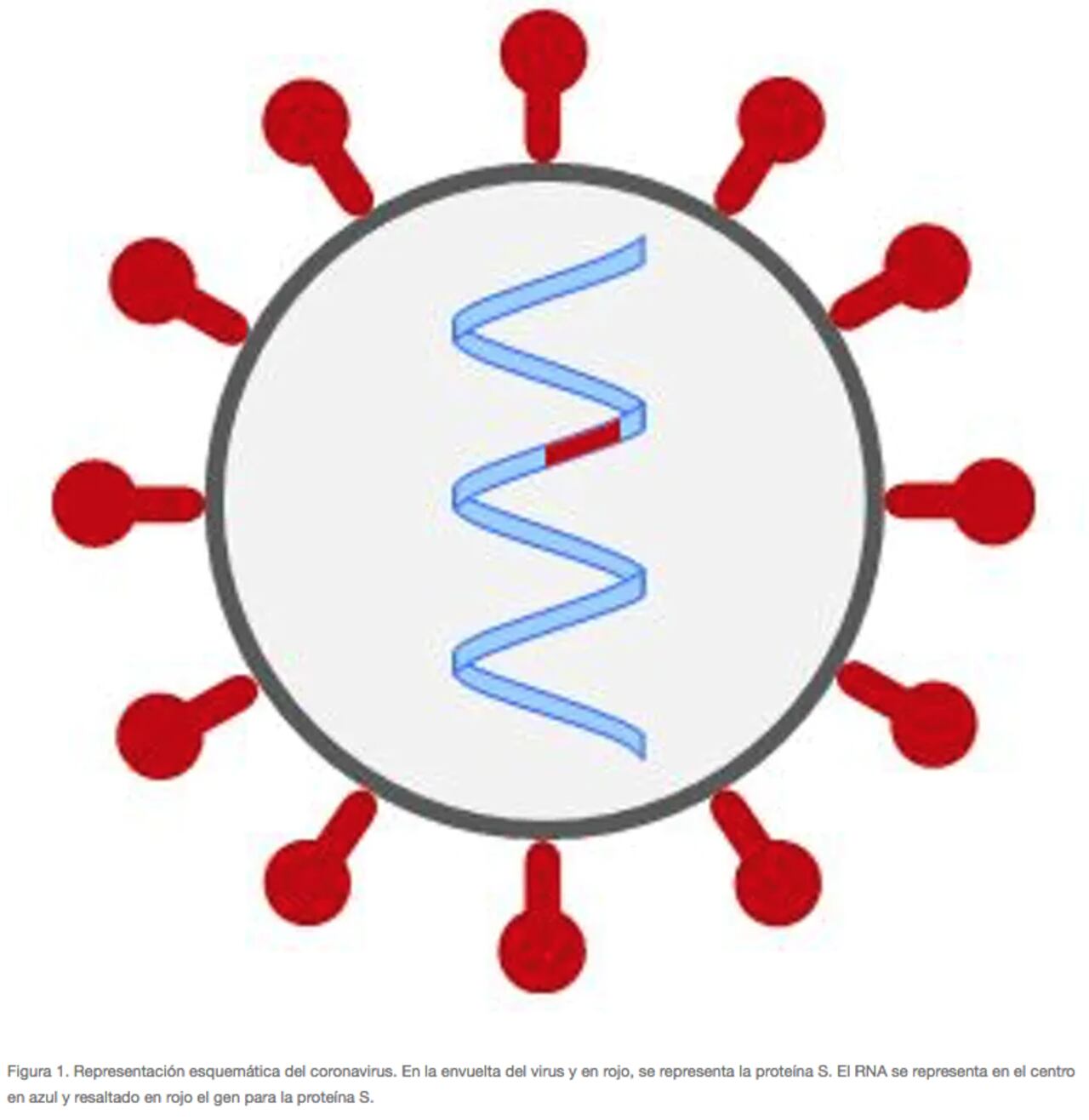 Representación esquemática del coronavirus