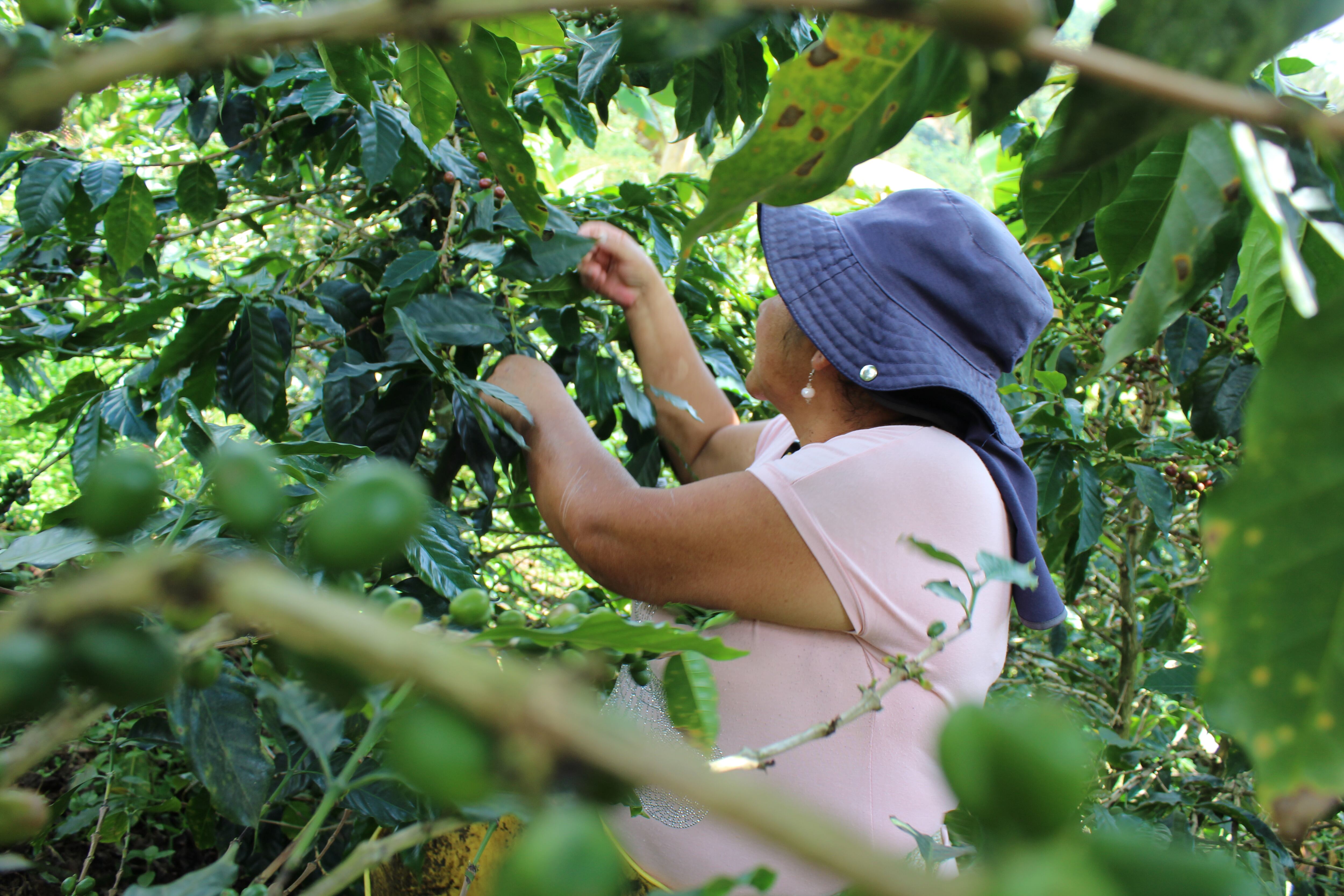 Caficultores del Valle del Cauca
