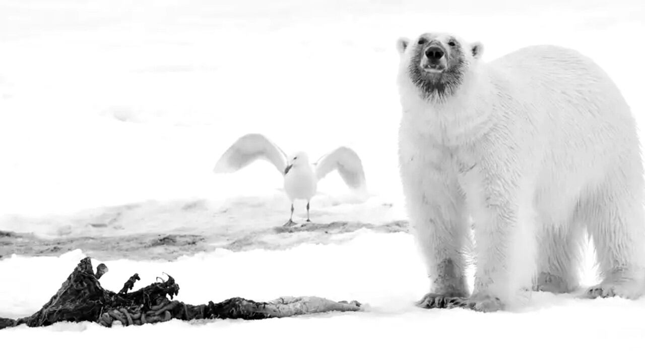Los osos polares de Svalbard han recurrido a la caza de otros animales para sobrevivir.