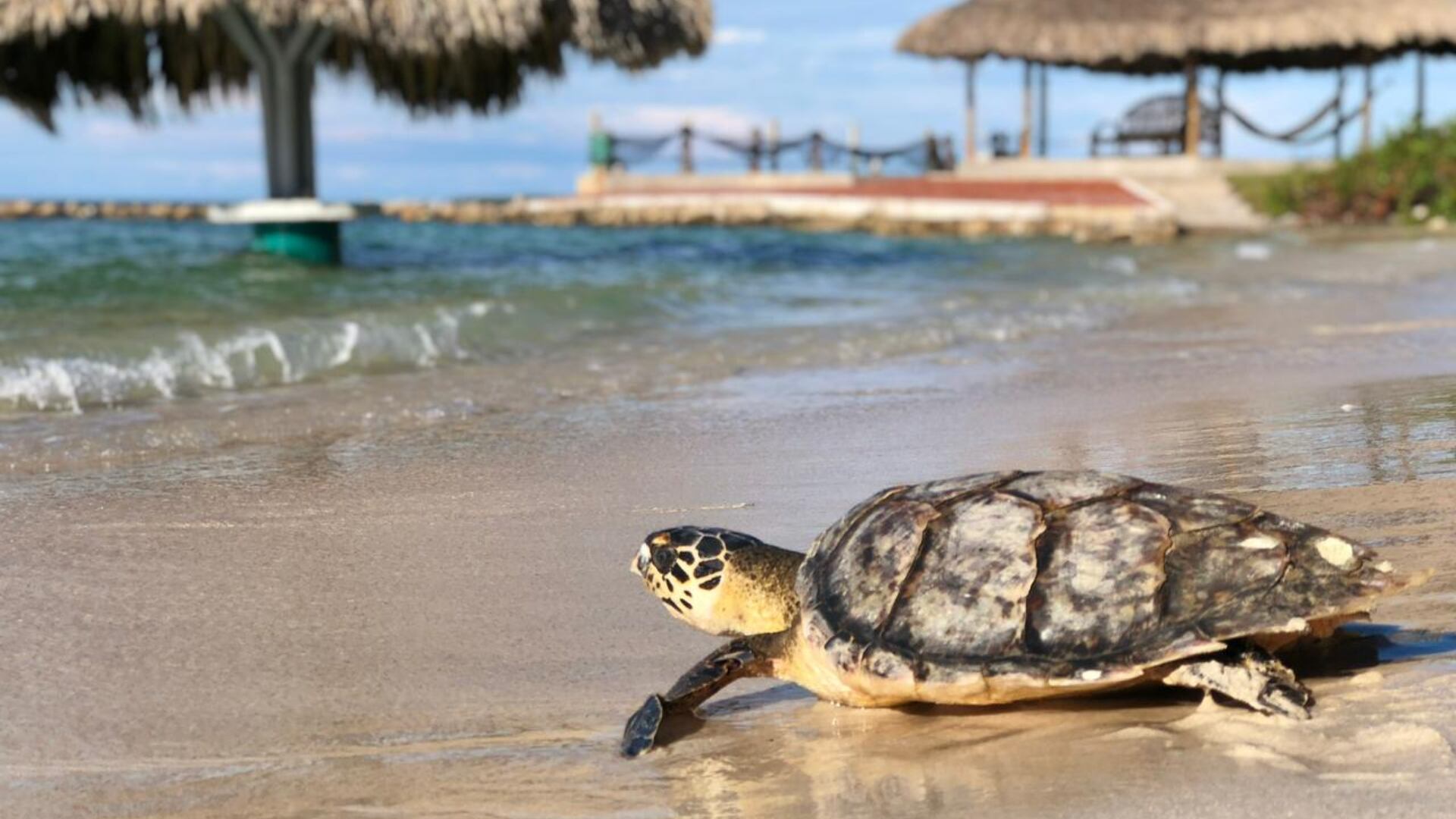La tortuga carey, también conocida como la arquitecta de los arrecifes coralinos, es el único vertebrado grande que puede controlar a las esponjas para que no se coman los arrecifes.