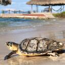 La tortuga carey, también conocida como la arquitecta de los arrecifes coralinos, es el único vertebrado grande que puede controlar a las esponjas para que compitan por espacio y nutrientes por los corales.