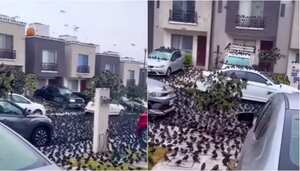 Decenas de aves protagonizan extraño fenómeno y causan revuelo en redes sociales.