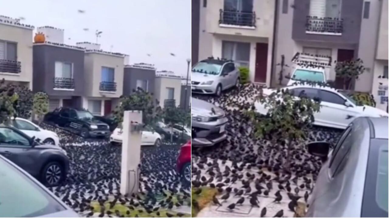 Decenas de aves protagonizan extraño fenómeno y causan revuelo en redes sociales.