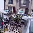 Decenas de aves protagonizan extraño fenómeno y causan revuelo en redes sociales.