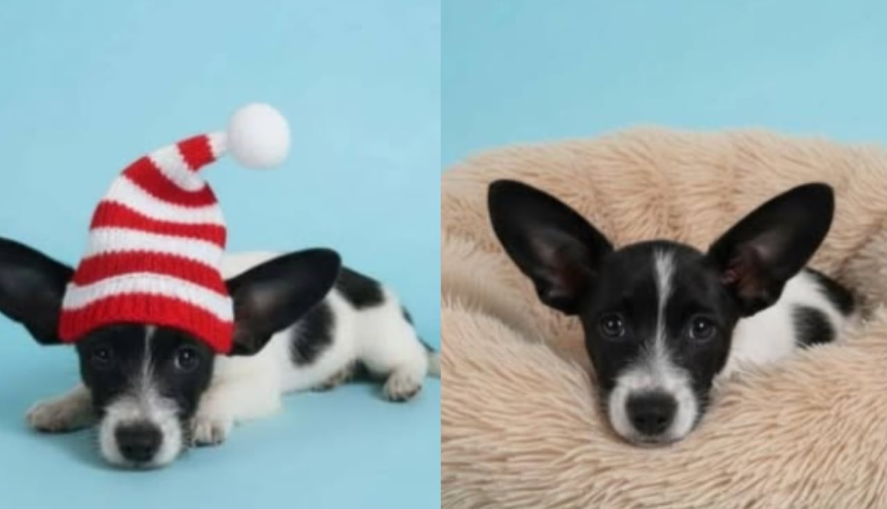 El abuelo del perro prometió volver, pero nunca lo hizo.