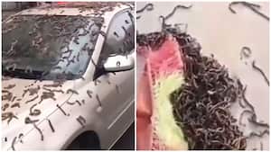 El supuesto fenómeno se viralizó en redes sociales.