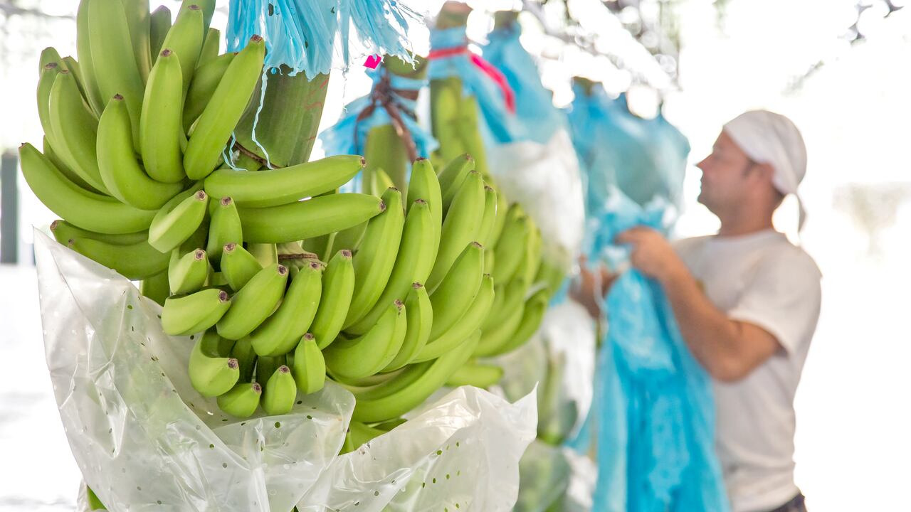 El banano es el tercer producto de exportación agrícola en Colombia