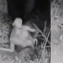 Una persona en Las Vegas alertó a la policía sobre la presencia de estas extrañas criaturas en el patio de su casa.