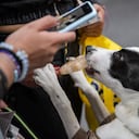 Perros Expopet