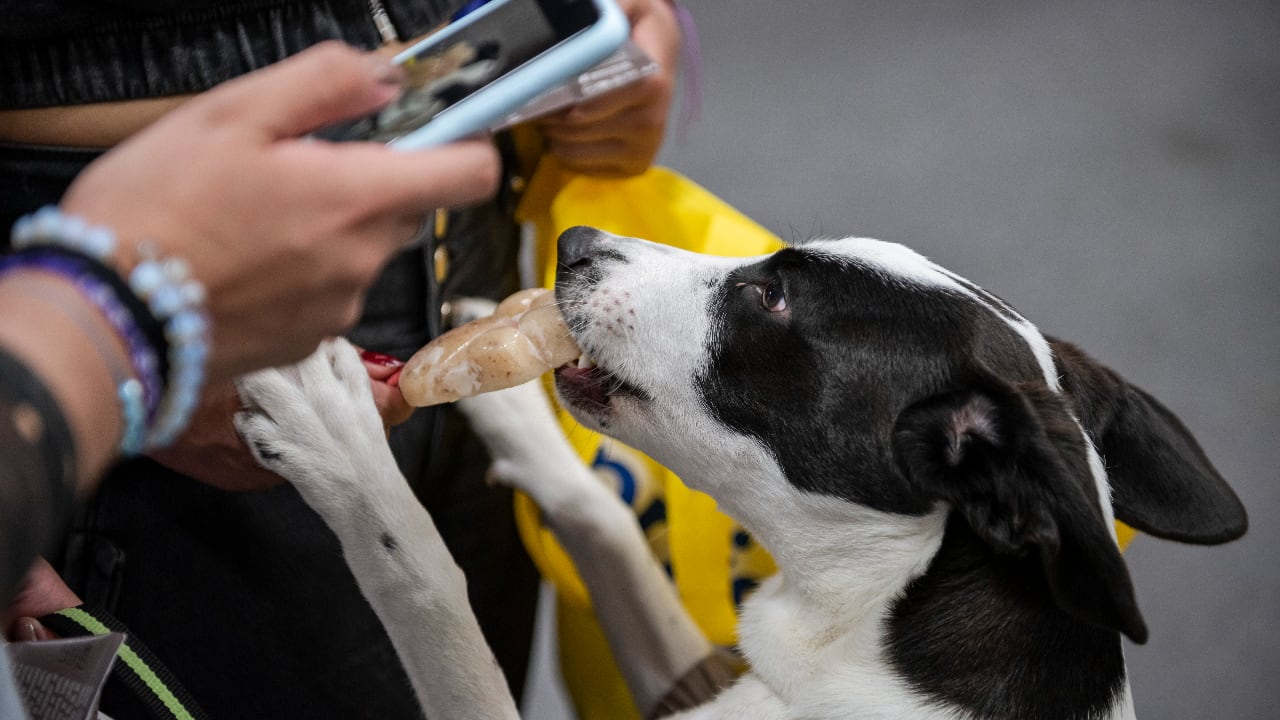 La Feria Expopet y la Alcaldía de Bogotá se solidarizan con los peluditos afectados por el terremoto y se alían para reunir ayudas para ser distribuidas en las diversas zonas afectadas por la tragedia.