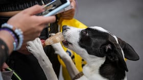 Perros Expopet