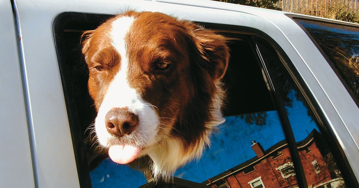 Es de vital importancia no dejar ni mascotas ni niños en un auto con las ventanas cerradas por las altas temperaturas. 