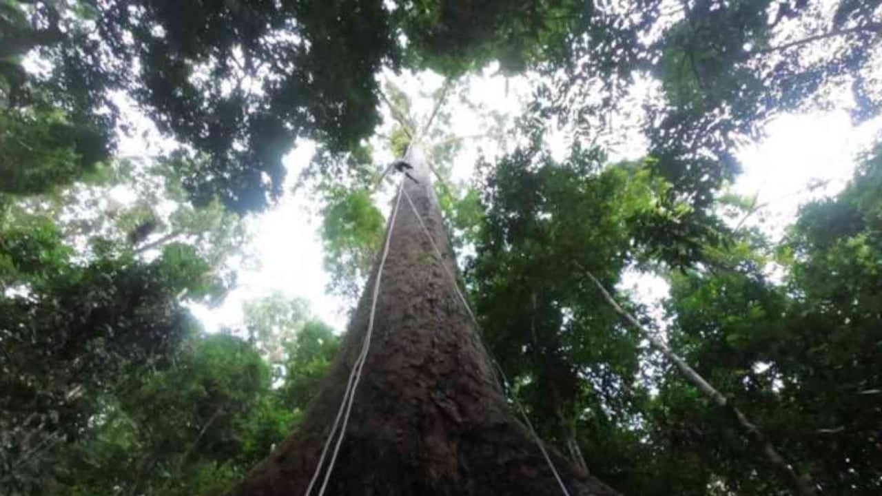 Menara significa "torre" en el idioma local. El árbol mide 100,8 metros. Foto: UNDING JAMI vía BBC.