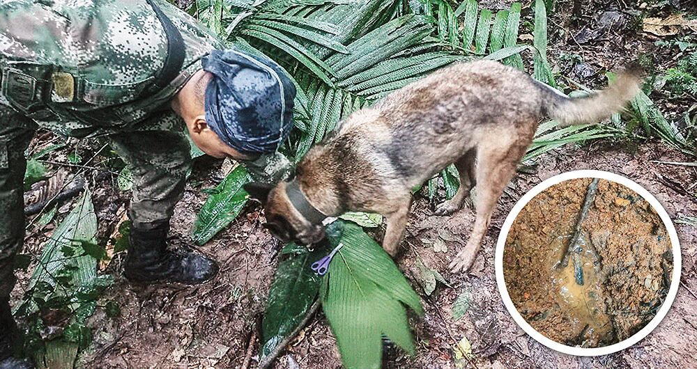   Ulises, uno de los tres perros de búsqueda, halló un improvisado cambuche, en el cual habrían pernoctado los niños, aunque no encontraron mayores pruebas. 
