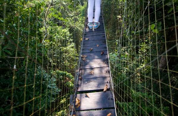 El dosel de la selva es un punto importante en la agenda turística del amazonas.