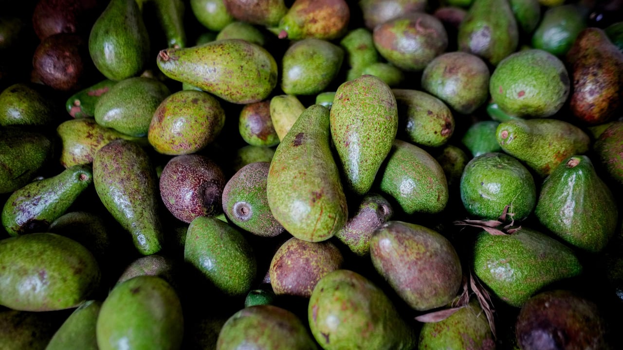 Festival del Aguacate en Bolívar.