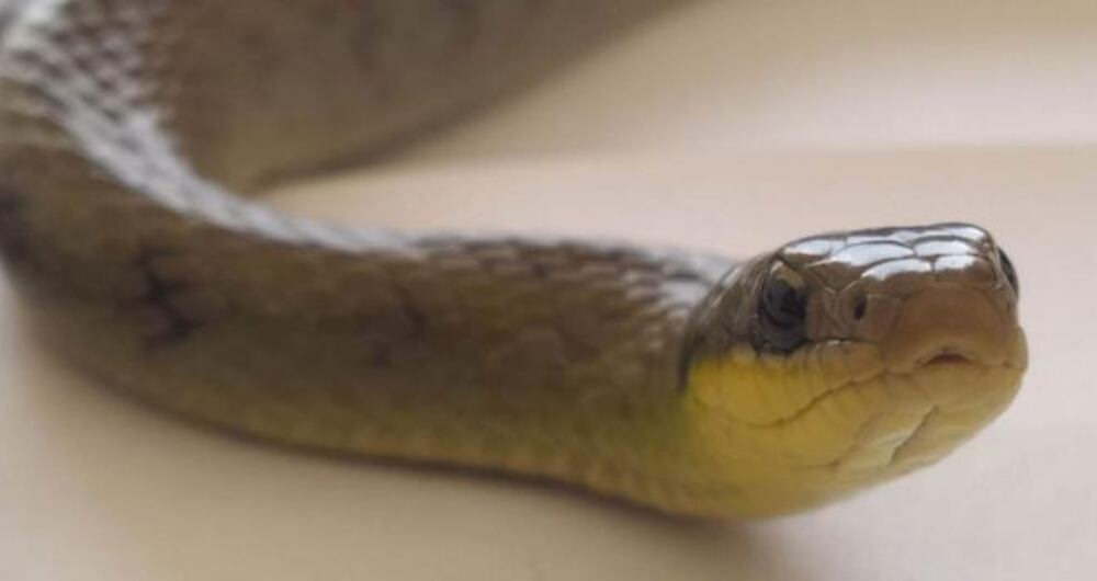 Serpiente, no vista hace 10 años en Bogotá, fue encontrada por los biólogos de las obras del metro.