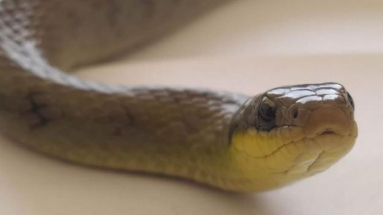 La serpiente fue entregada al Grupo de Búsqueda y Rescate de Animales en Emergencia. Foto de referencia. Imagen de archivo.
