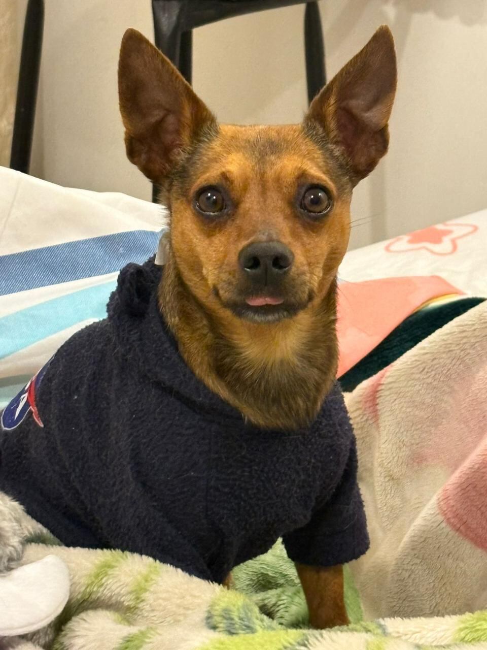 "Niño", un pincher color café dorado, es buscado intensamente por su familia tras perderse en inmediaciones de la guardería Huellas