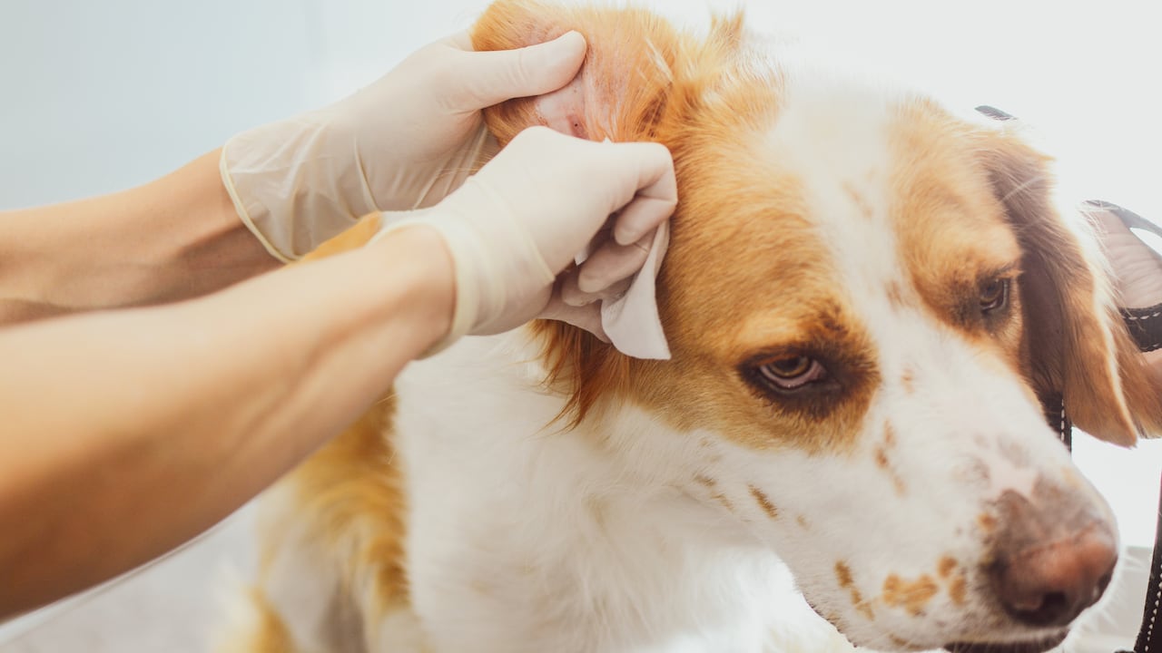 La limpieza de las orejas de los perros es importantes.