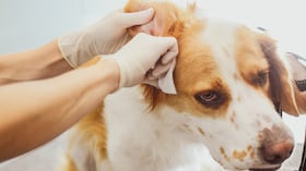 Limpieza de las orejas de los perros