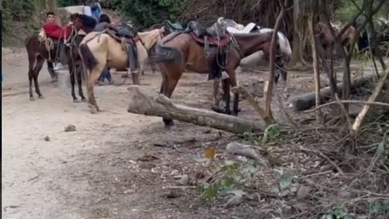 Caballos maltratos en el parque El Tayrona en Santa Marta