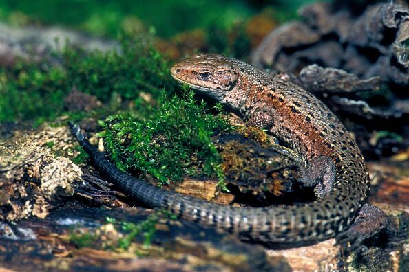 Los ejemplares que nacen con telómeros más cortos tienden a morir antes de alcanzar su edad reproductiva.