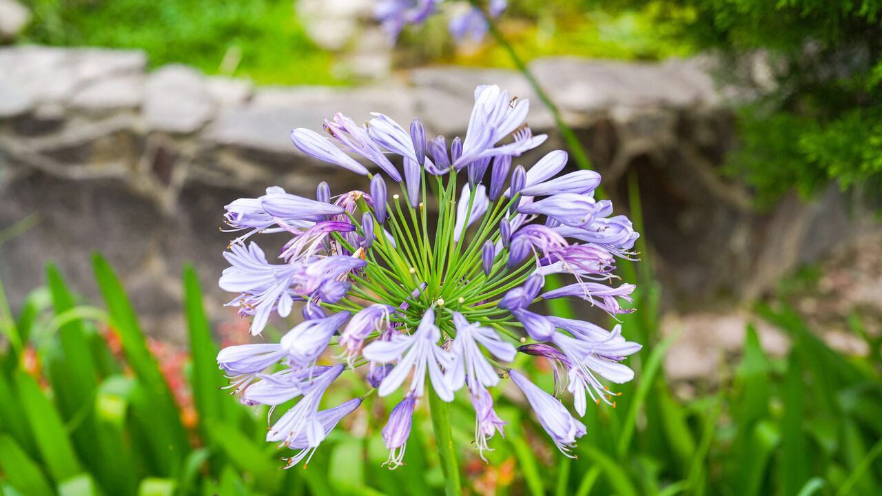 Agapanto, también conocido como lirio africano, es una planta de exterior que prospera mejor en condiciones de jardín.