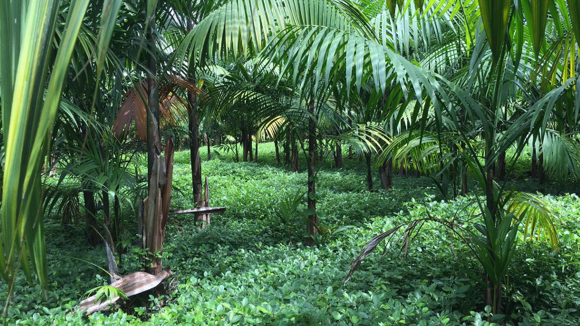 Corpocampo es una agrupación sin ánimo de lucro. El 80 por ciento de las ganancias es para las comunidades y el 20 por ciento restante se reinvierte en la compañía.