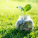 Cada vez crece más el interés por las plantas que son asociadas al dinero y la abundancia.