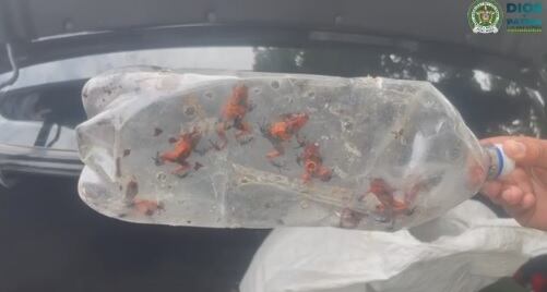 Cada rana está avaluada en diez millones de pesos en el mercado ilegal.