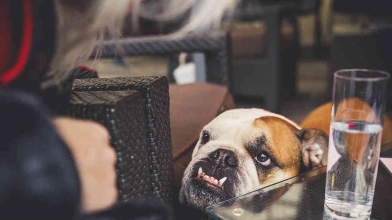 En España crece la tensión y ahora, las mascotas se ven involucradas en la polémica.