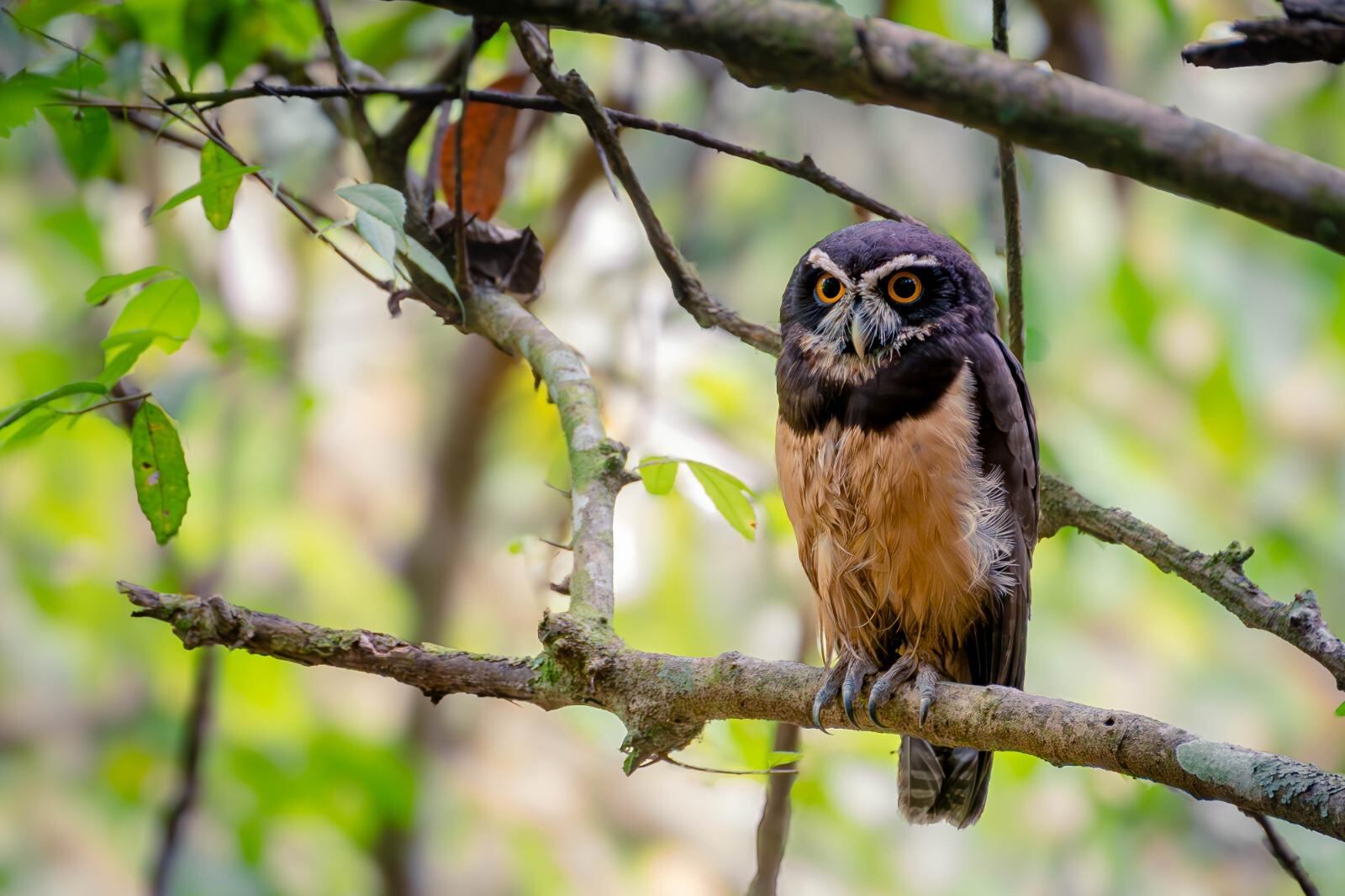Aves en Yumbo, Valle del Cauca.