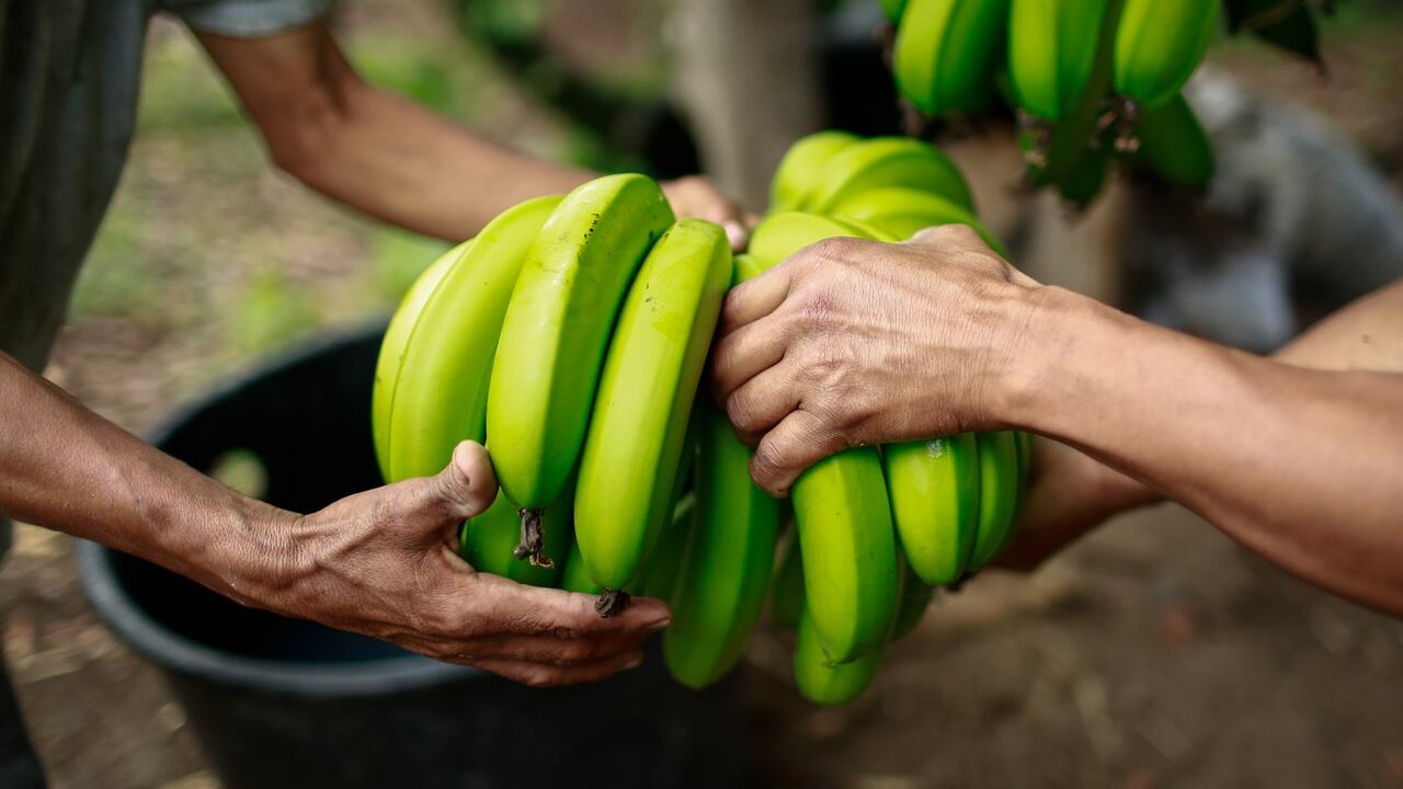 Productores y comercializadores de banano denuncian amenazas