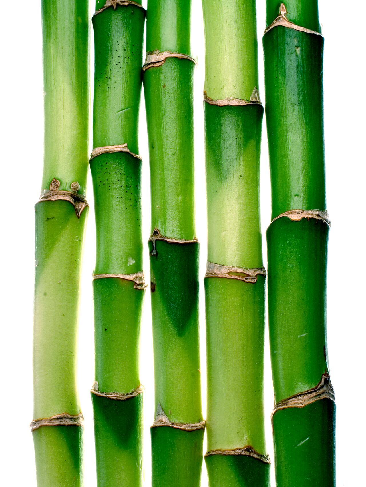 bamboo, stalks,