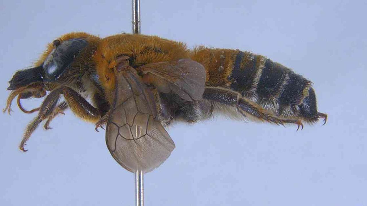 La Megachile lanata es la especie de abeja proveniente de la India que fue hallada en Colombia. Foto: Universidad Nacional de Colombia