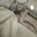 Los cuerpos exhibidos en las vitrinas, tienen tres dedos en cada mano y fueron recuperados en Perú en 2017, no tienen relación con seres humanos, dijeron expertos.