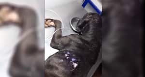 Perro maltratado Flandes