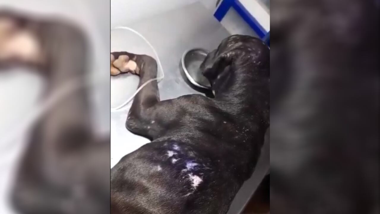 Perro maltratado Flandes