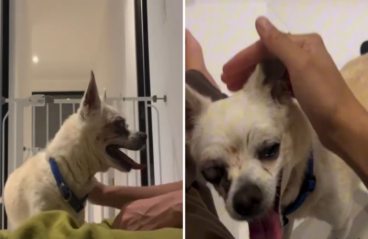 Un collar demasiado ajustado fue una de las primeras señales de su pasado difícil.