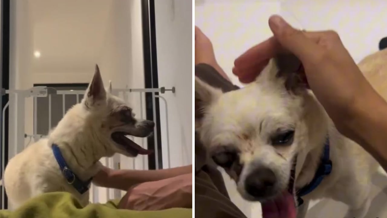 Al inicio, el miedo marcaba cada una de las reacciones del perrito anciano.