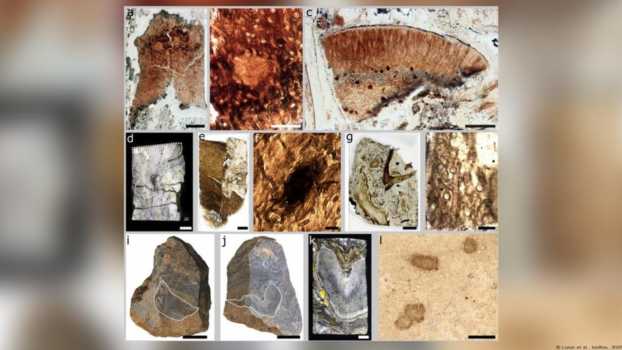 Los prototaxites, de hasta 8 metros, podrían pertenecer a un linaje extinto.
