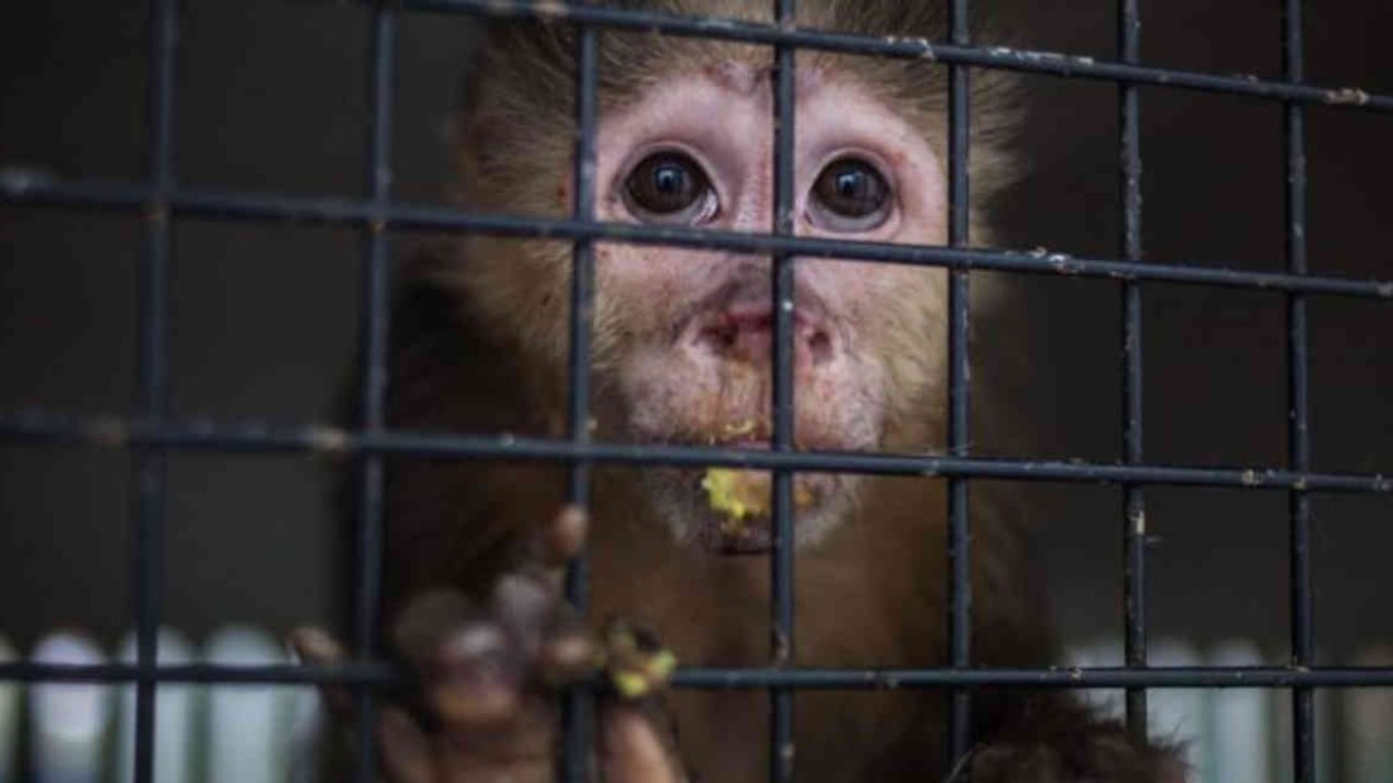 La captura y tráfico de especies amenazadas y la destrucción de ecosistemas facilita los "derrames" o "desbordamientos": el pasaje de virus de animales a humanos. Foto: GETTY IMAGES vía BBC.